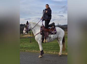 Altri pony/cavalli di piccola taglia, Giumenta, 5 Anni, 146 cm, Pezzato