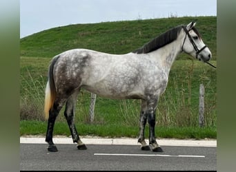 Altri pony/cavalli di piccola taglia, Giumenta, 5 Anni, 148 cm, Grigio pezzato