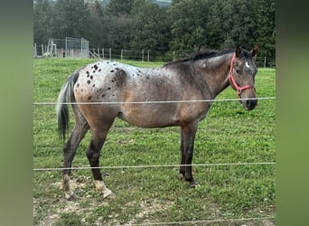 Altri pony/cavalli di piccola taglia, Giumenta, 5 Anni, 148 cm, Leopard