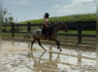 Altri pony/cavalli di piccola taglia, Giumenta, 5 Anni, 148 cm, Leopard