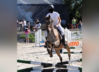 Altri pony/cavalli di piccola taglia, Giumenta, 5 Anni, 148 cm, Leopard