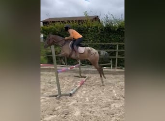 Altri pony/cavalli di piccola taglia, Giumenta, 5 Anni, 148 cm, Leopard