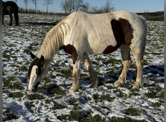 Altri pony/cavalli di piccola taglia Mix, Giumenta, 5 Anni, 150 cm, Pezzato