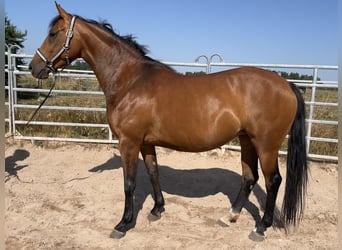 Altri pony/cavalli di piccola taglia, Giumenta, 5 Anni, 152 cm, Baio