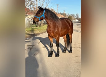 Altri pony/cavalli di piccola taglia, Giumenta, 5 Anni, 154 cm