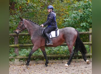 Altri pony/cavalli di piccola taglia, Giumenta, 5 Anni, 157 cm