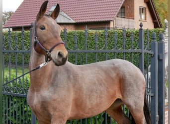 Altri pony/cavalli di piccola taglia, Giumenta, 5 Anni, 157 cm