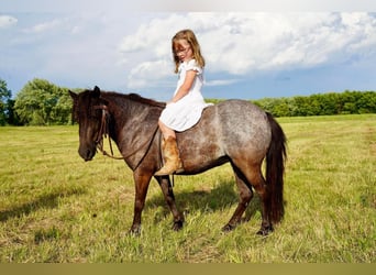 Altri pony/cavalli di piccola taglia, Giumenta, 5 Anni, 91 cm, Roano blu