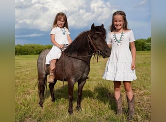 Altri pony/cavalli di piccola taglia, Giumenta, 5 Anni, 91 cm, Roano blu