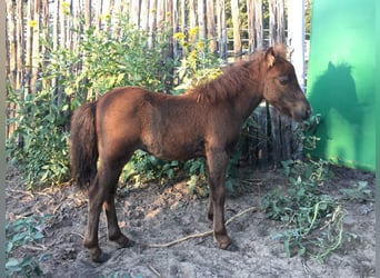 Altri pony/cavalli di piccola taglia, Giumenta, 5 Anni, 94 cm, Sauro scuro