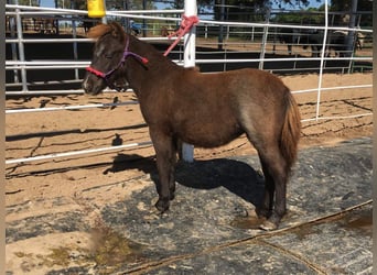 Altri pony/cavalli di piccola taglia, Giumenta, 5 Anni, 94 cm, Sauro scuro