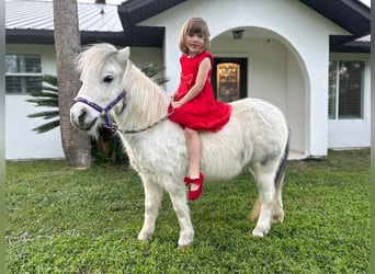 Altri pony/cavalli di piccola taglia, Giumenta, 5 Anni, 99 cm, Grigio