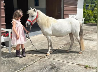 Altri pony/cavalli di piccola taglia, Giumenta, 5 Anni, 99 cm, Grigio