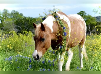 Altri pony/cavalli di piccola taglia, Giumenta, 6 Anni, 112 cm, Pezzato