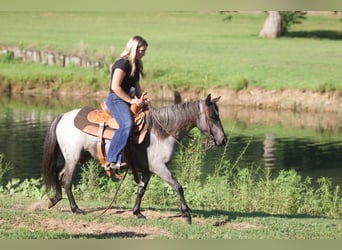 Altri pony/cavalli di piccola taglia, Giumenta, 6 Anni, 127 cm, Roano blu