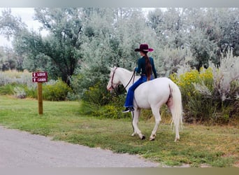 Altri pony/cavalli di piccola taglia, Giumenta, 6 Anni, 130 cm, Bianco