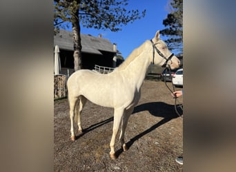 Altri pony/cavalli di piccola taglia, Giumenta, 6 Anni, 137 cm, Cremello