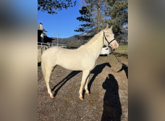 Altri pony/cavalli di piccola taglia, Giumenta, 6 Anni, 137 cm, Cremello