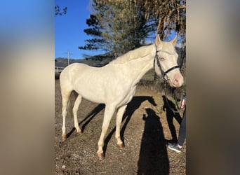 Altri pony/cavalli di piccola taglia, Giumenta, 6 Anni, 137 cm, Cremello