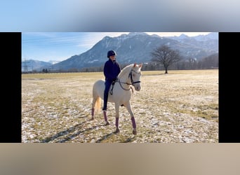 Altri pony/cavalli di piccola taglia, Giumenta, 6 Anni, 137 cm, Cremello