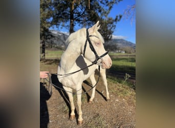 Altri pony/cavalli di piccola taglia, Giumenta, 6 Anni, 137 cm, Cremello