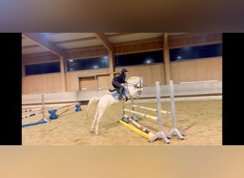 Altri pony/cavalli di piccola taglia, Giumenta, 6 Anni, 137 cm, Cremello