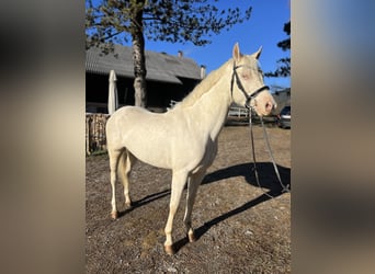 Altri pony/cavalli di piccola taglia, Giumenta, 6 Anni, 137 cm, Cremello