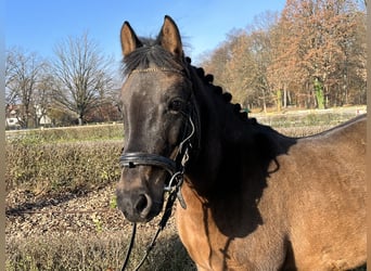 Altri pony/cavalli di piccola taglia, Giumenta, 6 Anni, 138 cm, Baio
