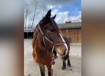 Altri pony/cavalli di piccola taglia, Giumenta, 6 Anni, 143 cm, Baio