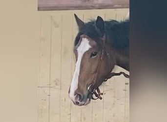 Altri pony/cavalli di piccola taglia, Giumenta, 6 Anni, 143 cm, Baio