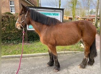 Altri pony/cavalli di piccola taglia, Giumenta, 6 Anni, 143 cm, Baio