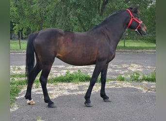 Altri pony/cavalli di piccola taglia, Giumenta, 6 Anni, 144 cm, Baio