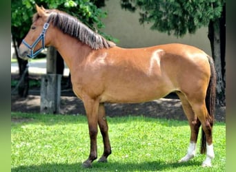 Altri pony/cavalli di piccola taglia, Giumenta, 6 Anni, 145 cm, Pelle di daino