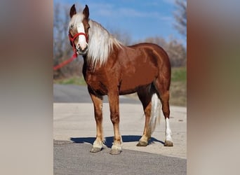 Altri pony/cavalli di piccola taglia, Giumenta, 6 Anni, 147 cm