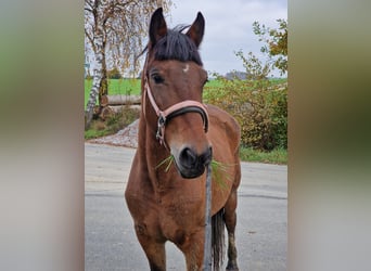 Altri pony/cavalli di piccola taglia, Giumenta, 6 Anni, 148 cm, Baio