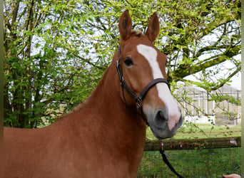 Altri pony/cavalli di piccola taglia, Giumenta, 6 Anni, 150 cm