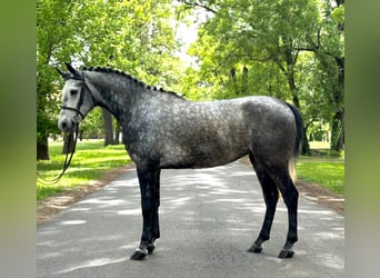 Altri pony/cavalli di piccola taglia, Giumenta, 6 Anni, 150 cm, Grigio pezzato