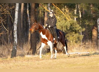 Altri pony/cavalli di piccola taglia, Giumenta, 6 Anni, 150 cm, Pezzato