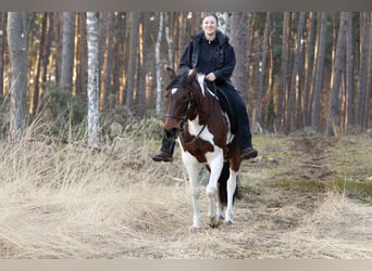 Altri pony/cavalli di piccola taglia, Giumenta, 6 Anni, 150 cm, Pezzato