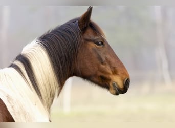 Altri pony/cavalli di piccola taglia, Giumenta, 6 Anni, 150 cm, Pezzato