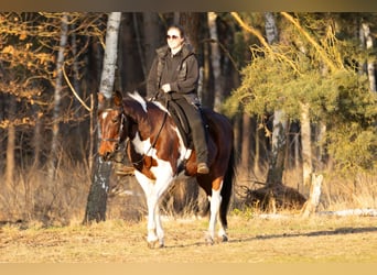 Altri pony/cavalli di piccola taglia, Giumenta, 6 Anni, 150 cm, Pezzato