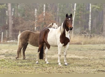 Altri pony/cavalli di piccola taglia, Giumenta, 6 Anni, 150 cm, Pezzato