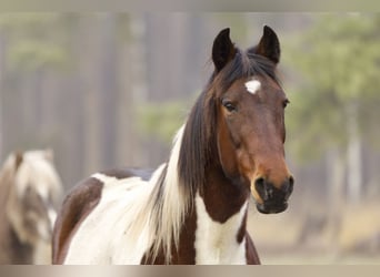 Altri pony/cavalli di piccola taglia, Giumenta, 6 Anni, 150 cm, Pezzato