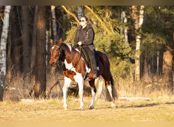 Altri pony/cavalli di piccola taglia, Giumenta, 6 Anni, 150 cm, Pezzato