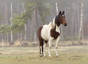 Altri pony/cavalli di piccola taglia, Giumenta, 6 Anni, 150 cm, Pezzato