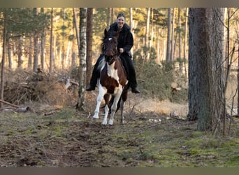 Altri pony/cavalli di piccola taglia, Giumenta, 6 Anni, 150 cm, Pezzato