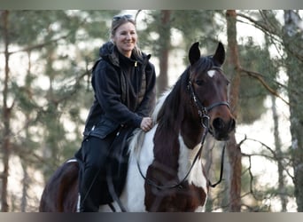 Altri pony/cavalli di piccola taglia, Giumenta, 6 Anni, 150 cm, Pezzato