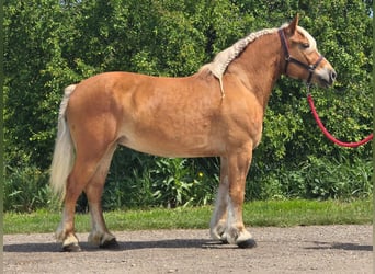Altri pony/cavalli di piccola taglia, Giumenta, 6 Anni, 153 cm, Sauro