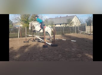 Altri pony/cavalli di piccola taglia, Giumenta, 6 Anni, 155 cm, Leopard