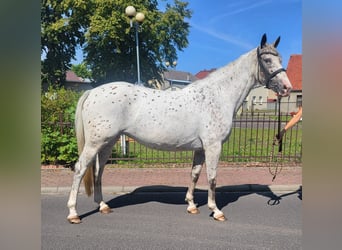 Altri pony/cavalli di piccola taglia, Giumenta, 6 Anni, 155 cm, Leopard